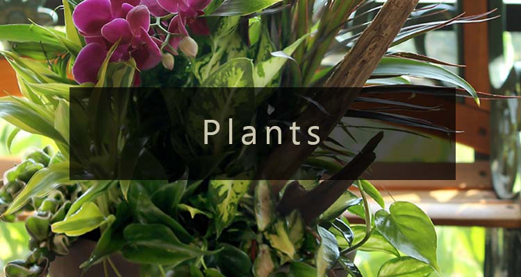 Shop Plants