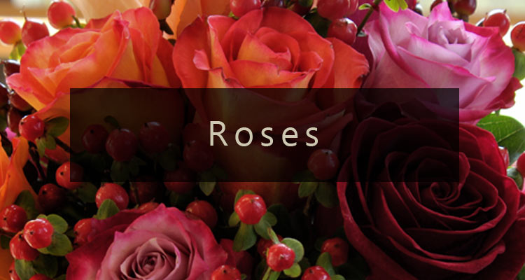 Shop Roses